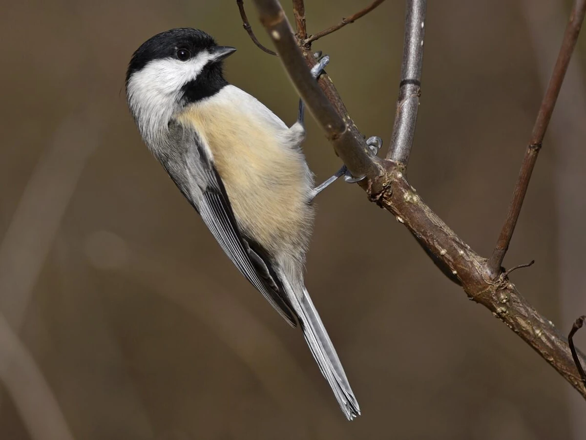 Carolina Chickadee perched on a branch.