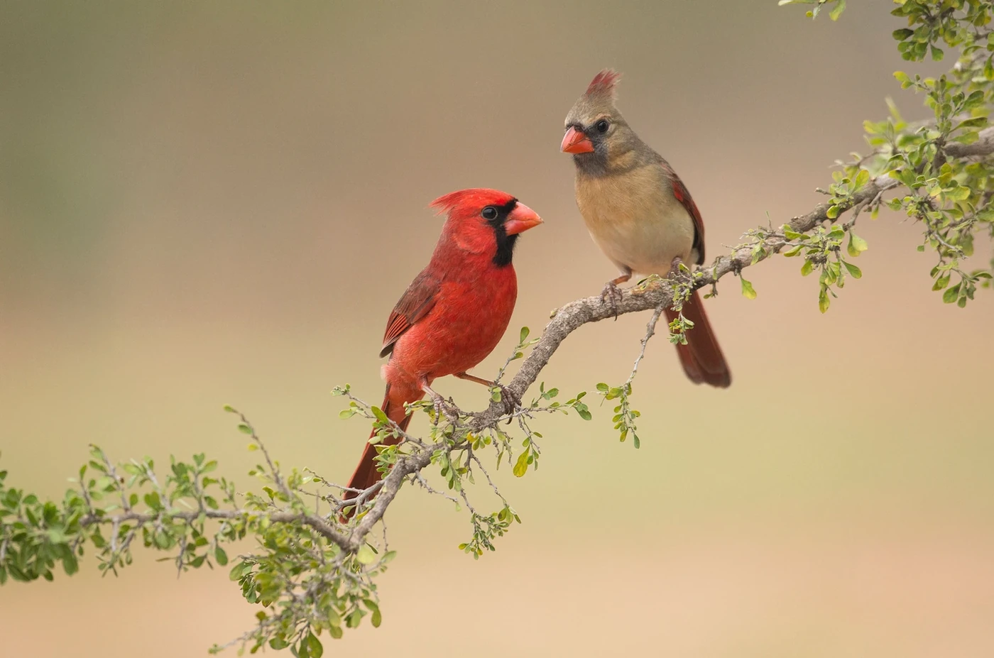 Male and female Northern Cardinals perched together on a branch.
