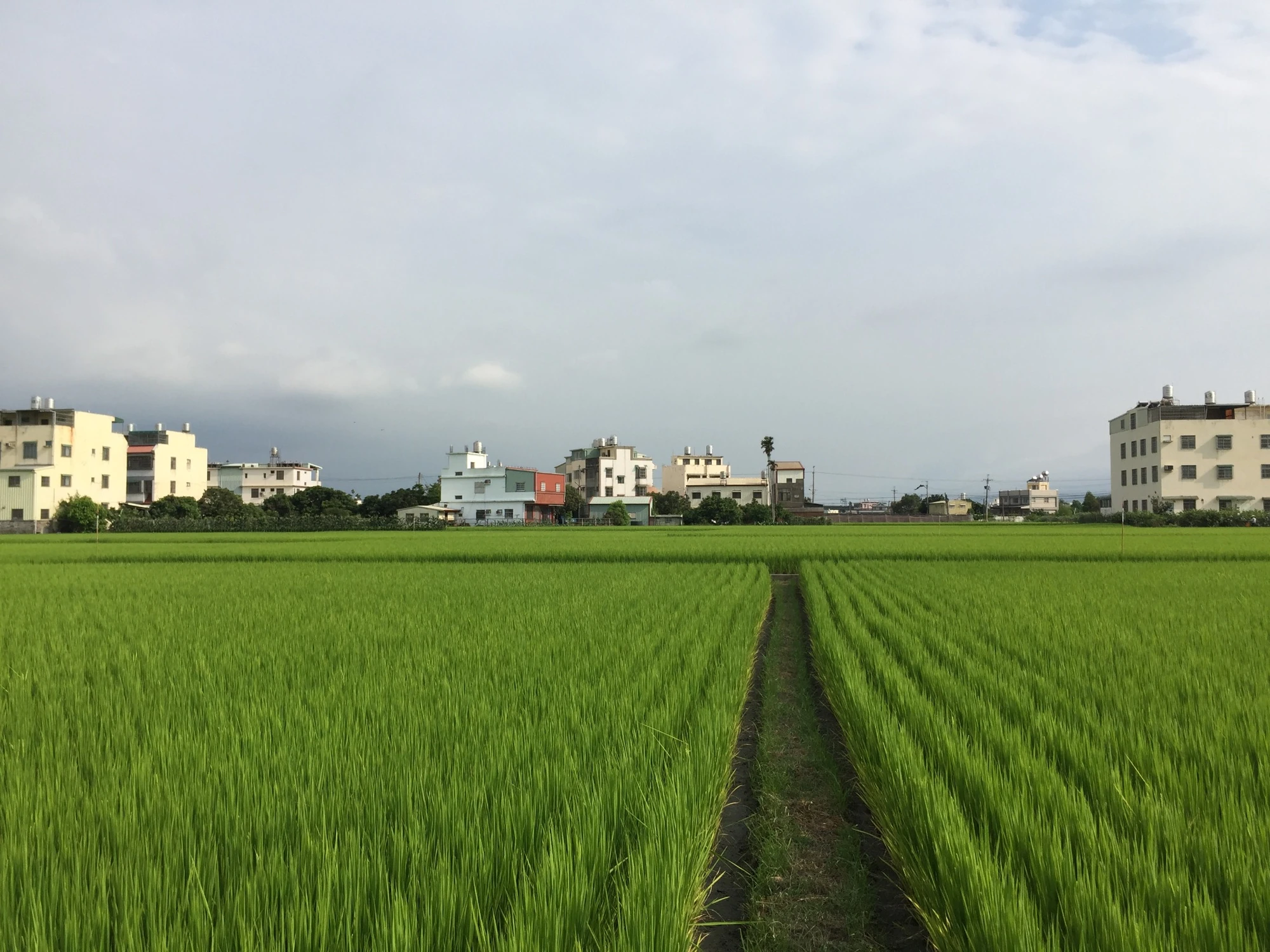 Natural-farming rice fields in Wufeng District, Taichung, Taiwan.