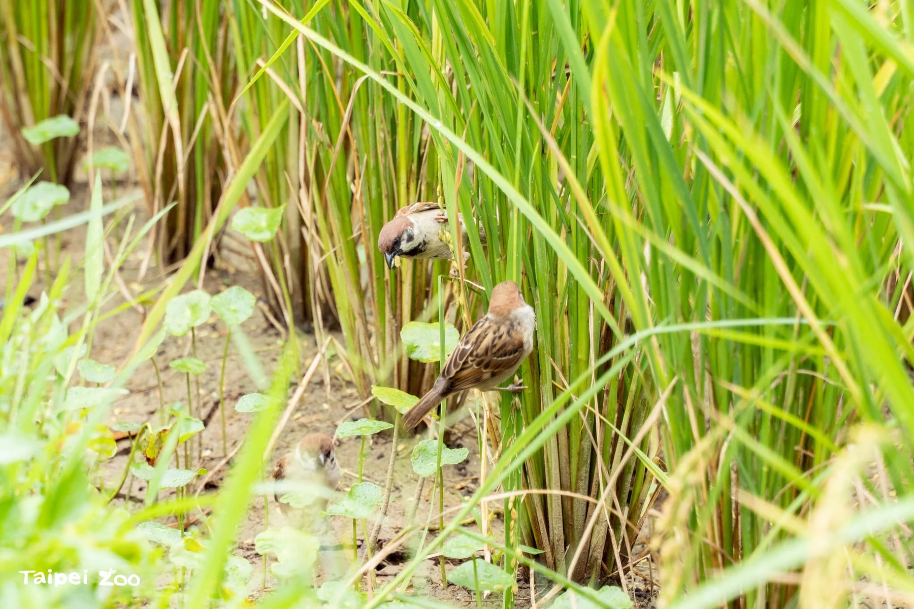 Eurasian Tree Sparrows feeding among rice plants.
