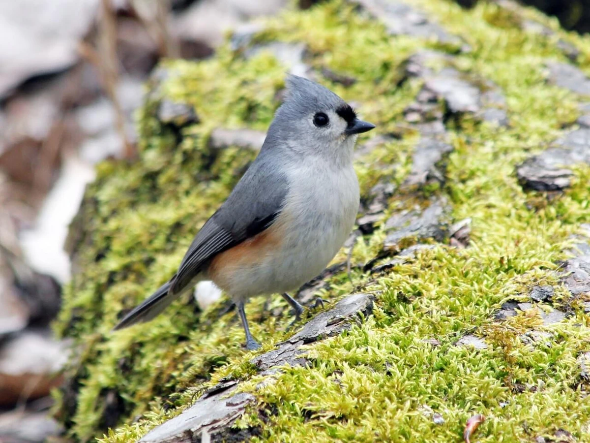 Tufted Titmouse perched on a mossy surface.